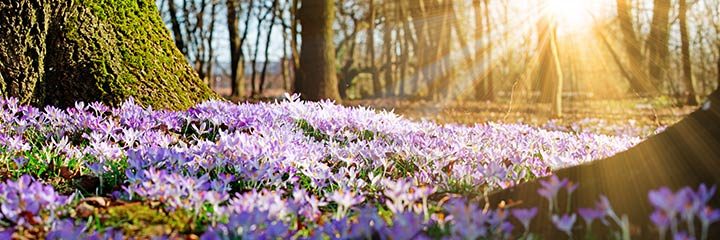 Fruehling